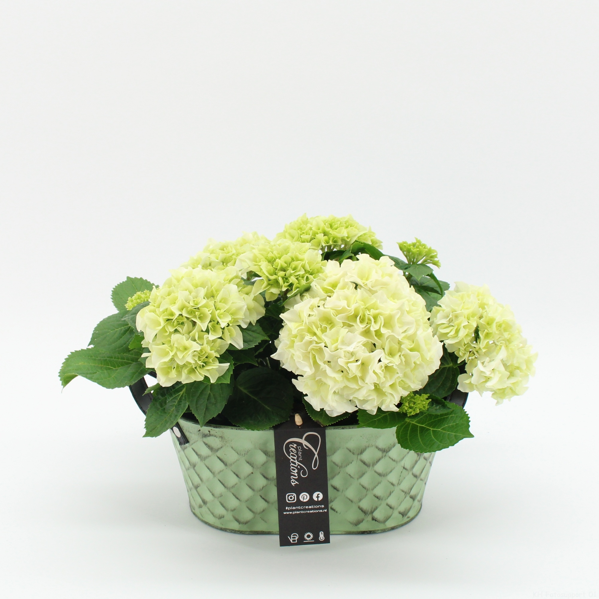 KHCR-2623W Hydrangea creatie, D 25