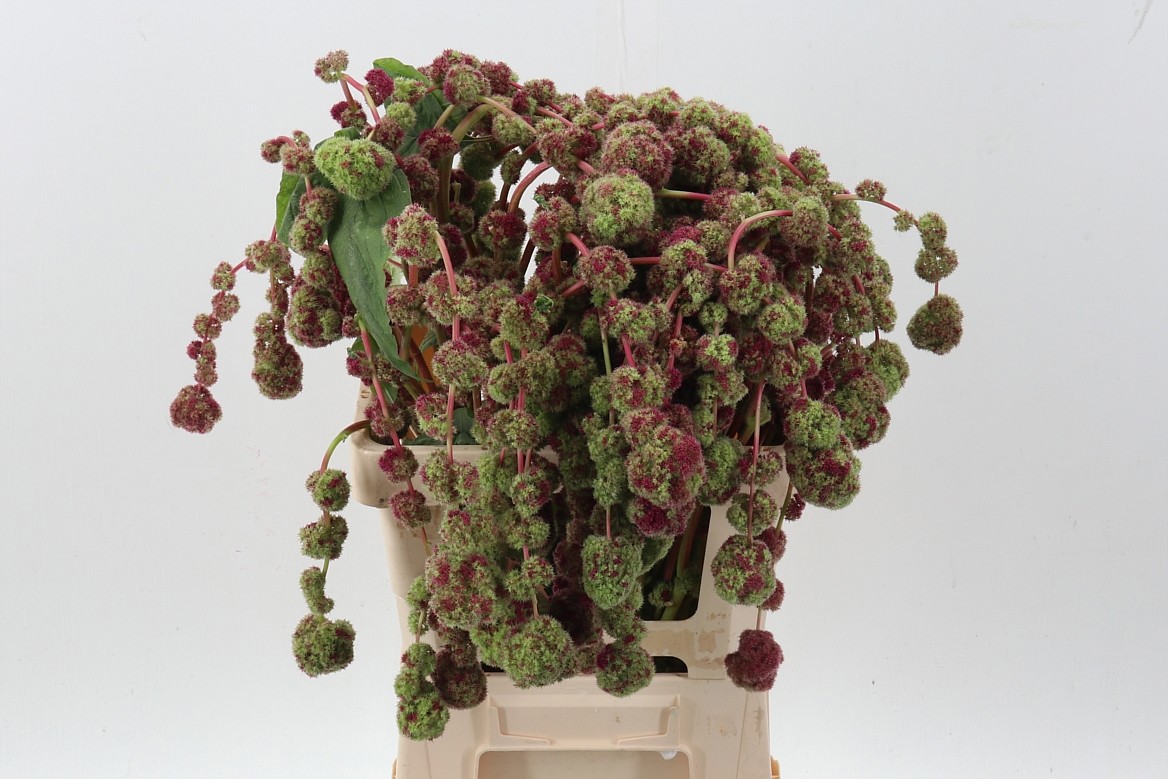 Амарантус Мира 60 (красно-зел.), шт.