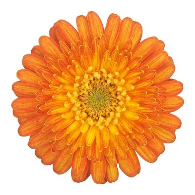 Гермини Джизела, шт.