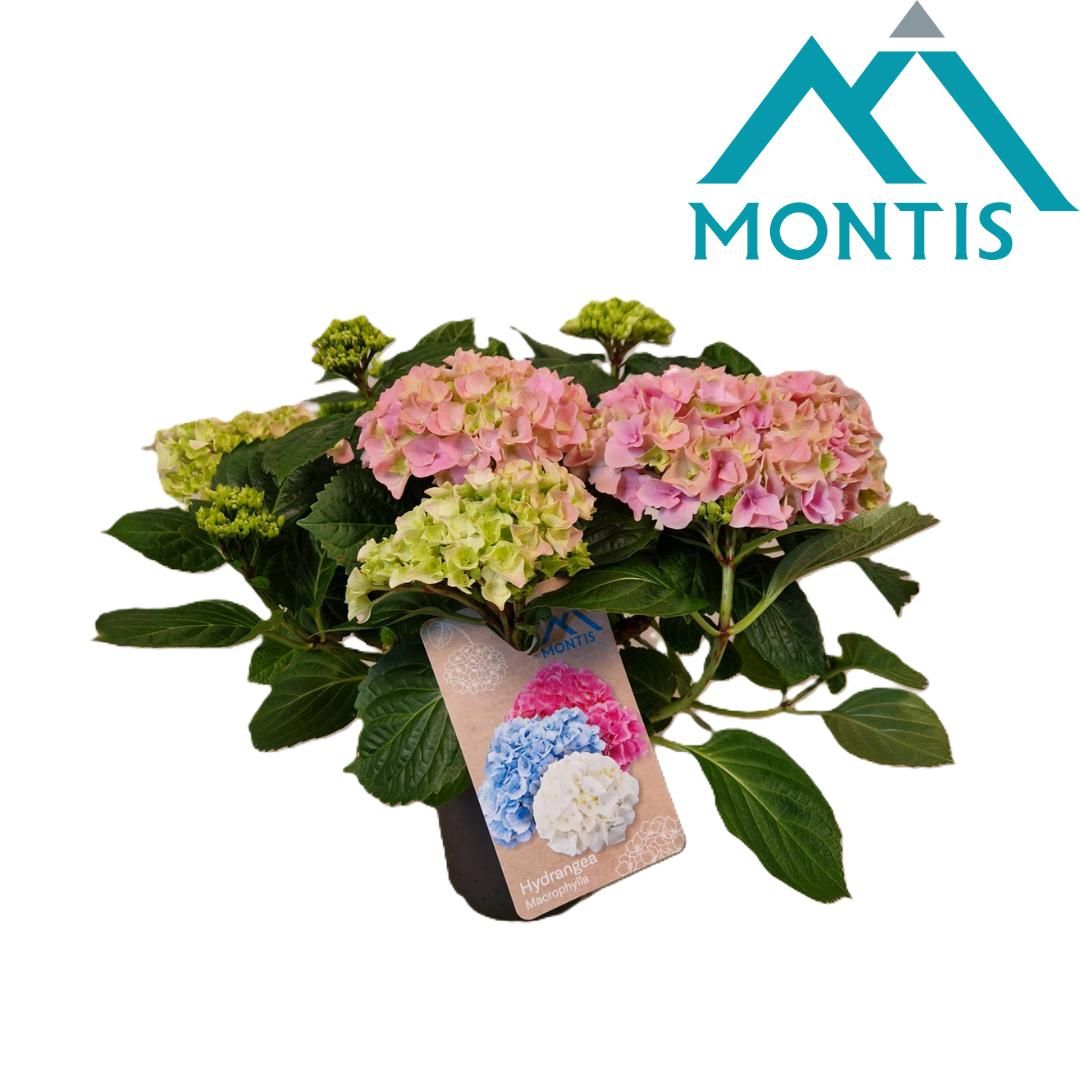 Hydrangea River Rose 15 cm 5+, D 15