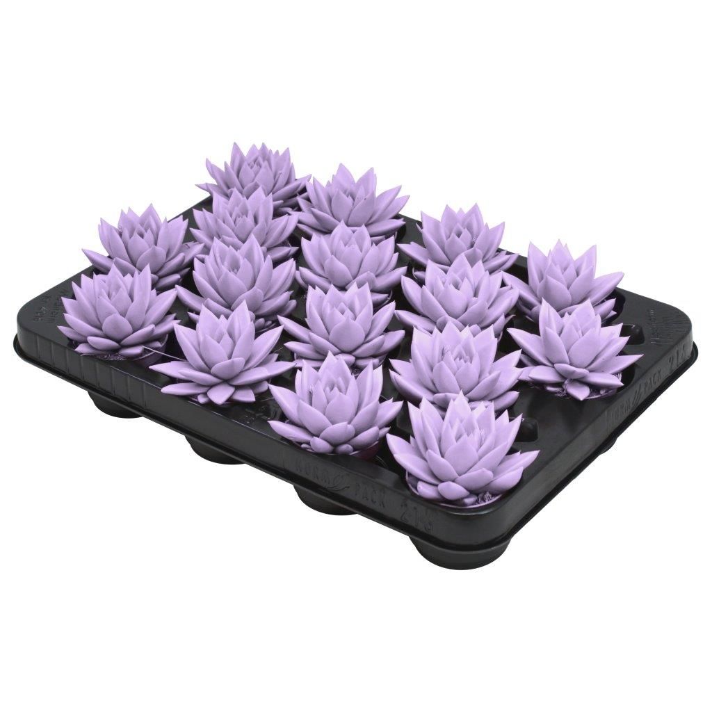 Miranda coloured pastel purple, D 6