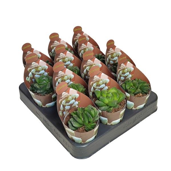 HAWORTHIA MAUGHANII - COLLECTION POT Ø 6,5 WITH POTCOVER (SUCCULENTEN), D 6,5 cm