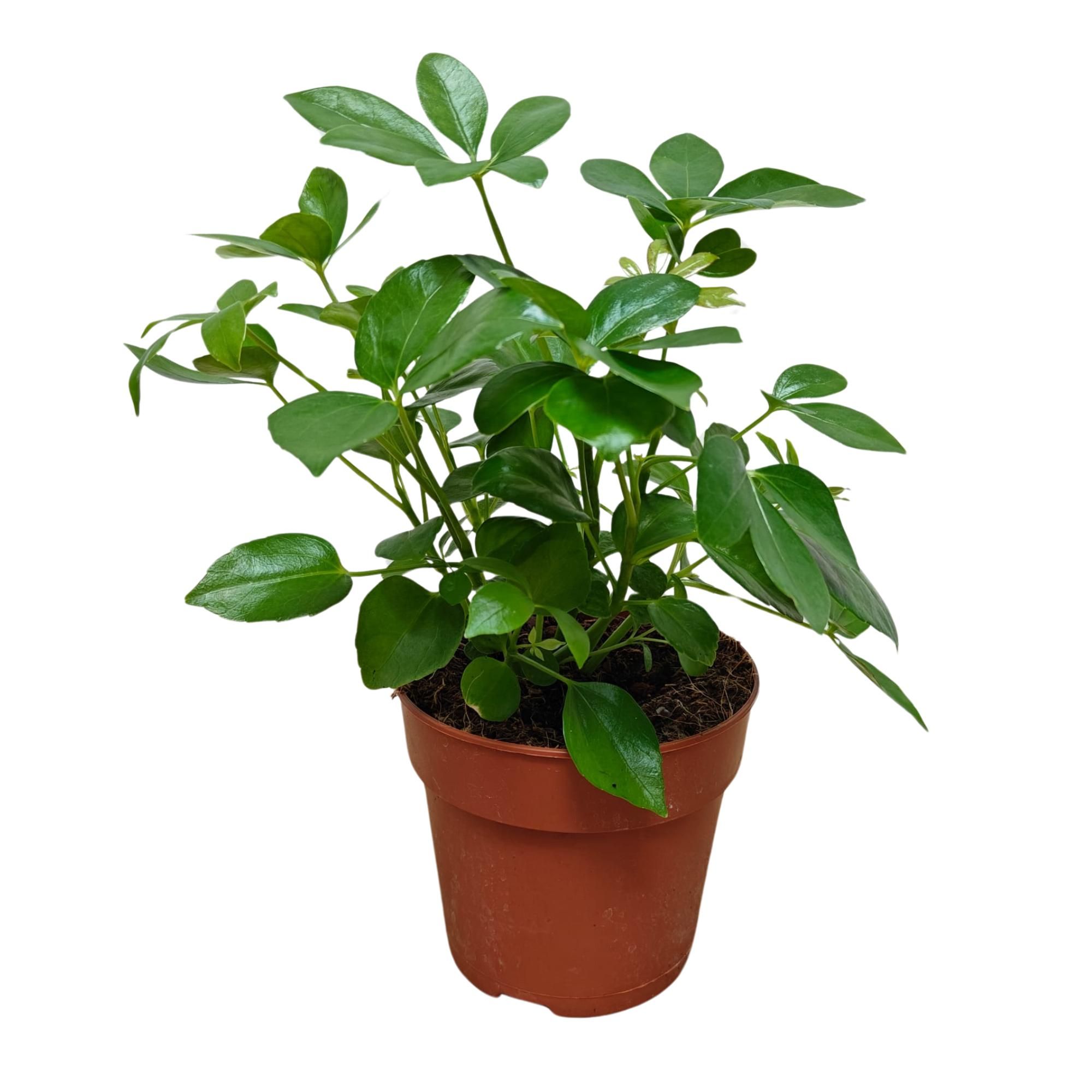 Schefflera Arboricola P12, D 12