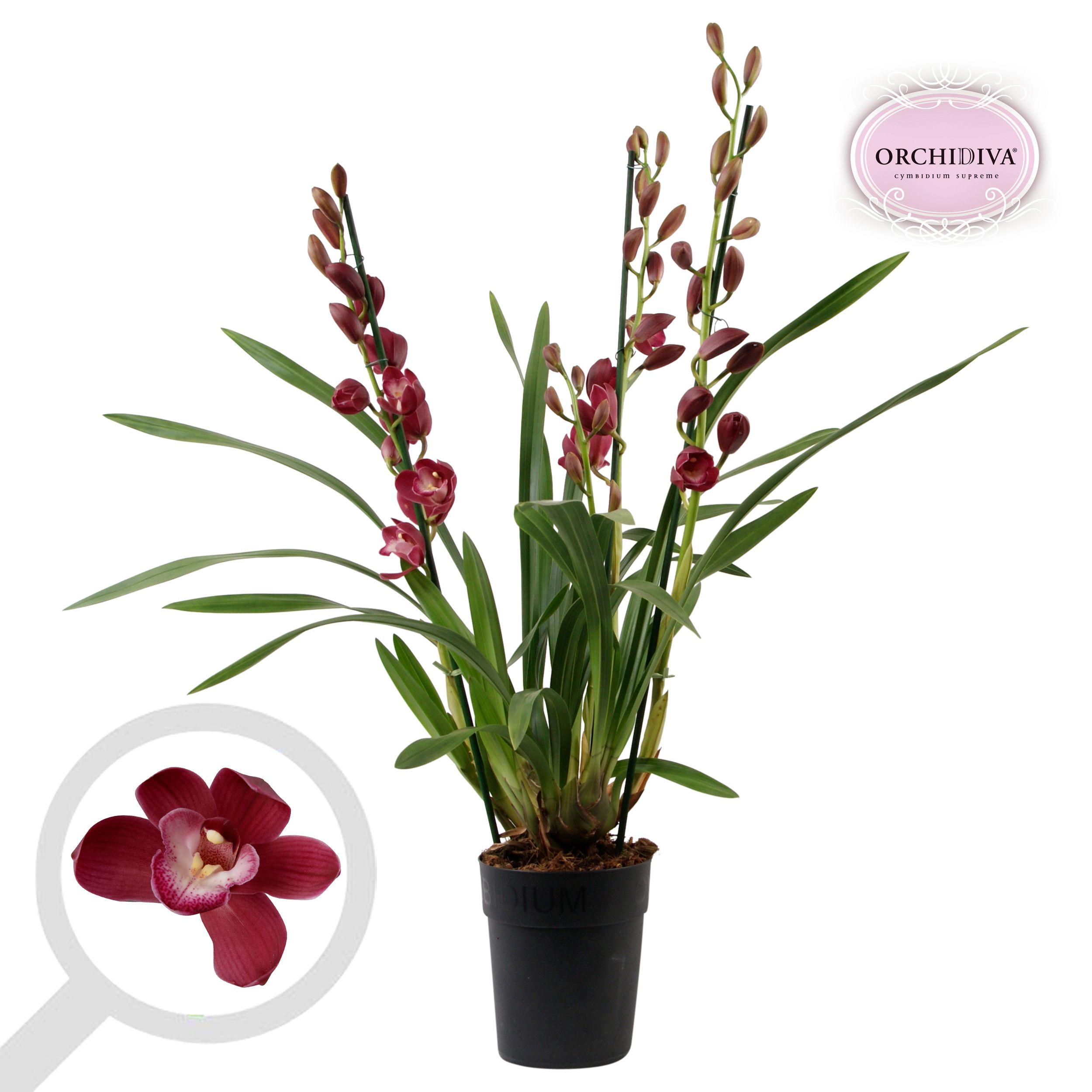 Cymbidium rood 3 tak, D 14