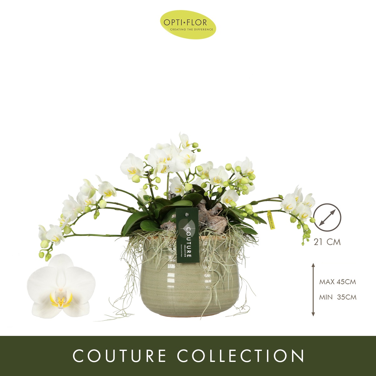 N°60 Freedanzo Dove, D 21 cm