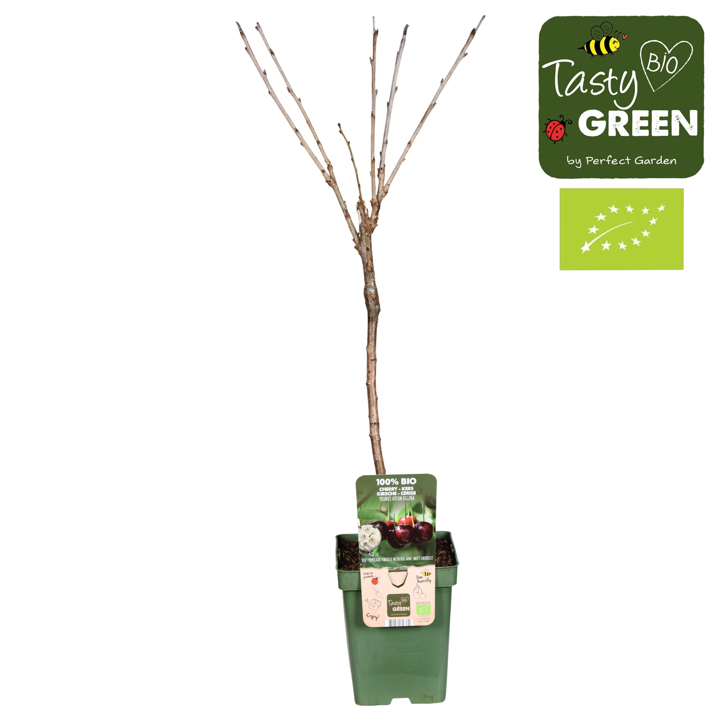 Prunus avium Regina Bio P23, D 23