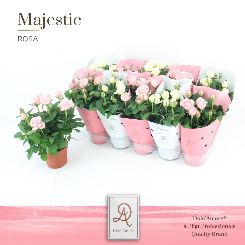 Potroos Infinity Mix P12 Dolc'Amore® Majestic, D 12