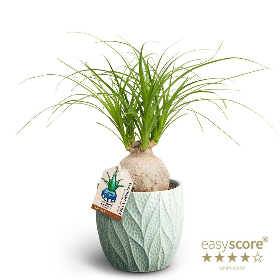 BEAUCARNEA RECURVATA 41103035 Leaf Ocean Beaucarnea, D 12 cm