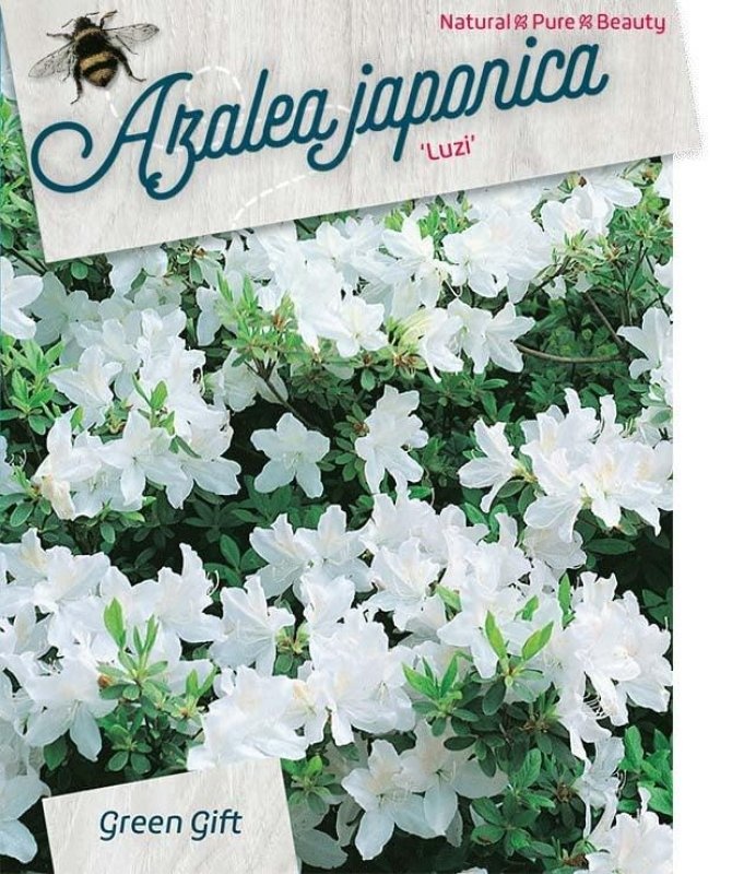 Rhododendron (AJ) 'Luzi', D 48