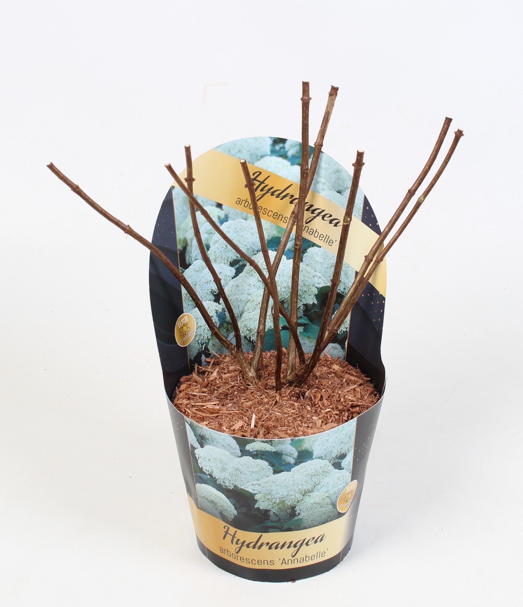 Hydrangea arborescens 'Annabelle' Potcover 17 cm, D 17