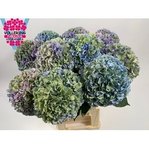 Гортензия Роял Прайд Классик 60, шт.