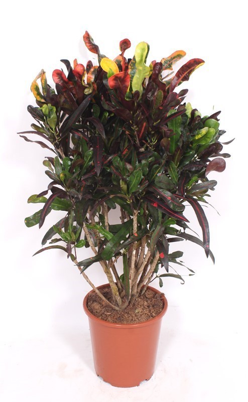 Codiaeum Mammi (Croton Mammi), D 27