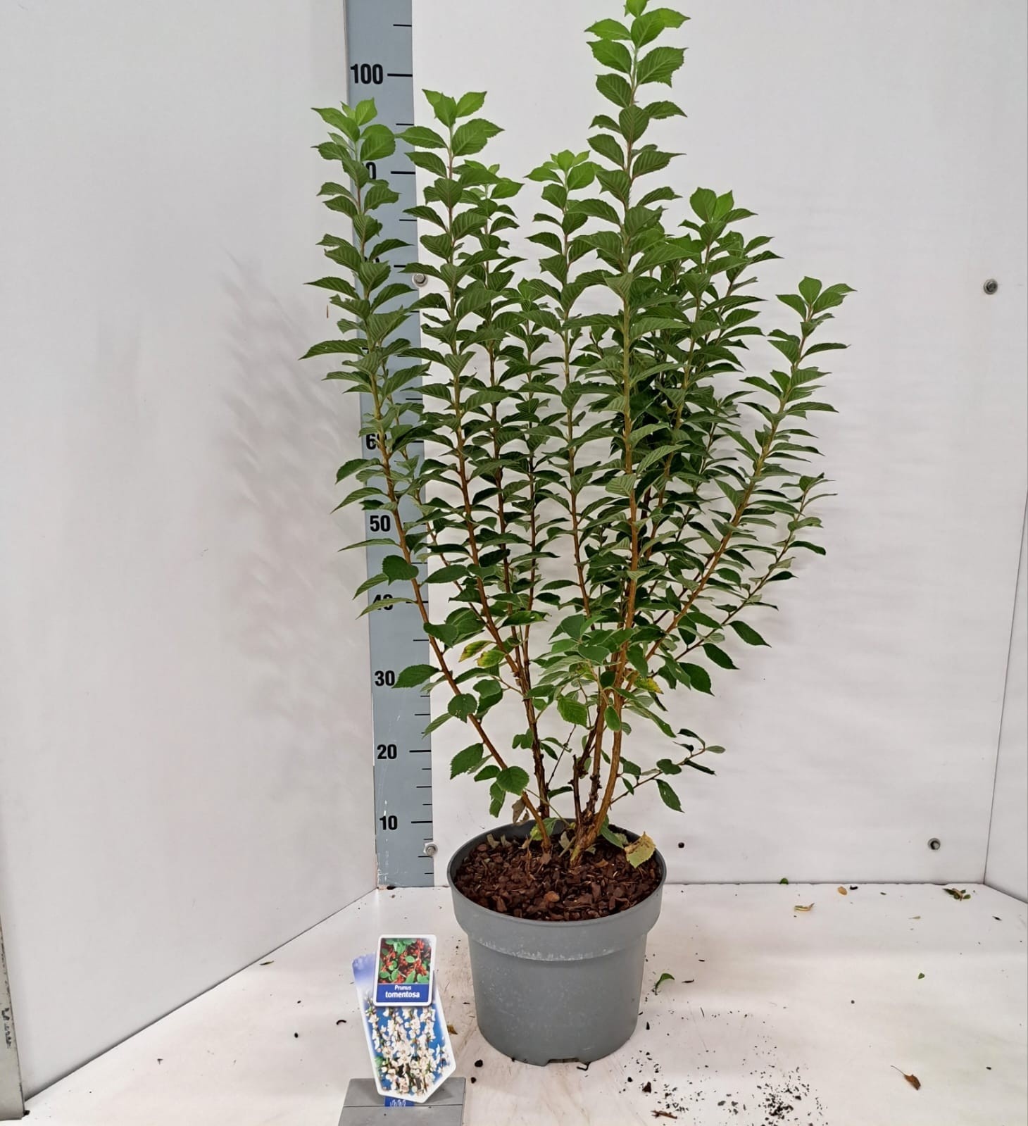 Prunus tomentosa, D 23 cm