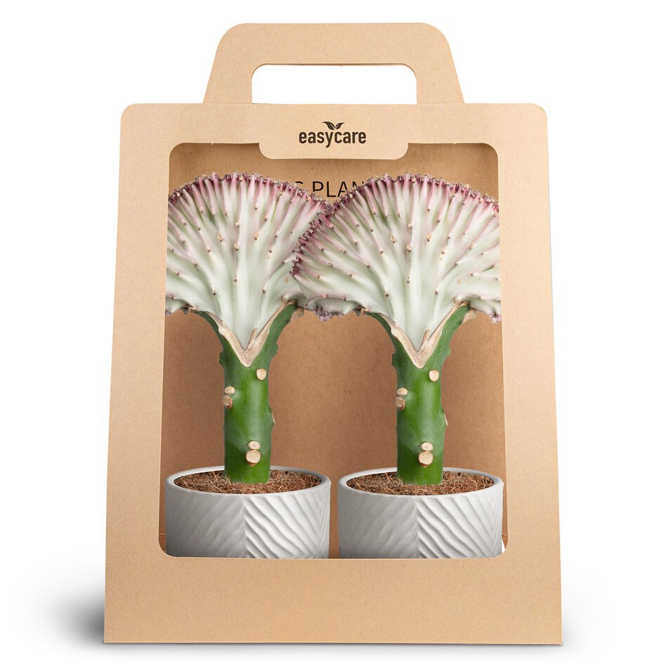 Euphorbia lactea 30990011 2-Pack Dune, D 10 cm Euphorbia lactea 30990011 2-Pack Dune, D 10 cm