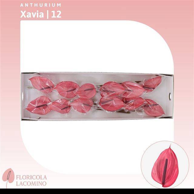 Антуриум Ксавиа, шт.