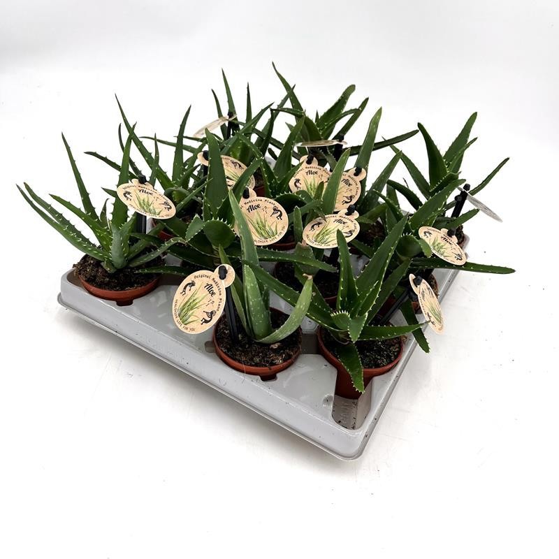 ALOE VERA H1169 Mini Aloe Mix, D 6 cm