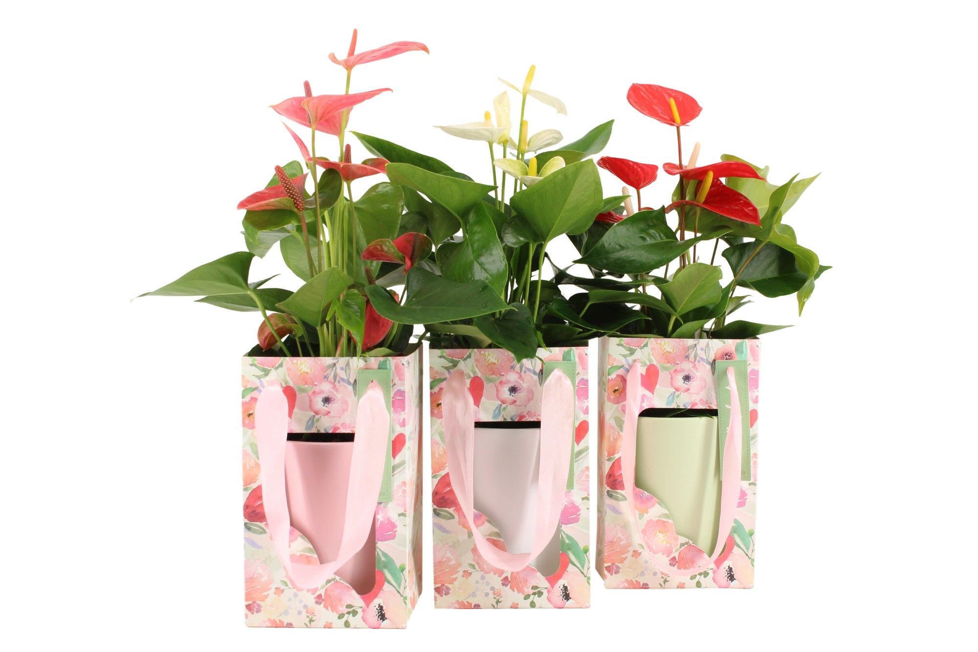 2501019: Solutionss Lovess, D 12