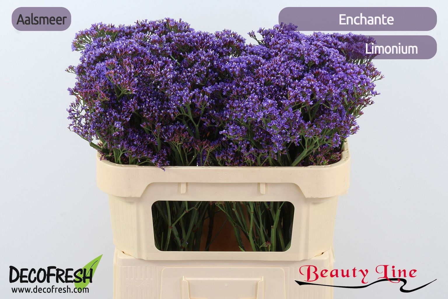 Лимониум Энчанте 70, шт.