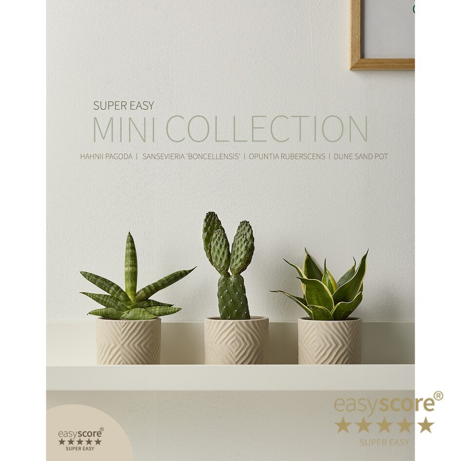 GREEN PLANTS MIX 30681225 Dune, D 7 cm