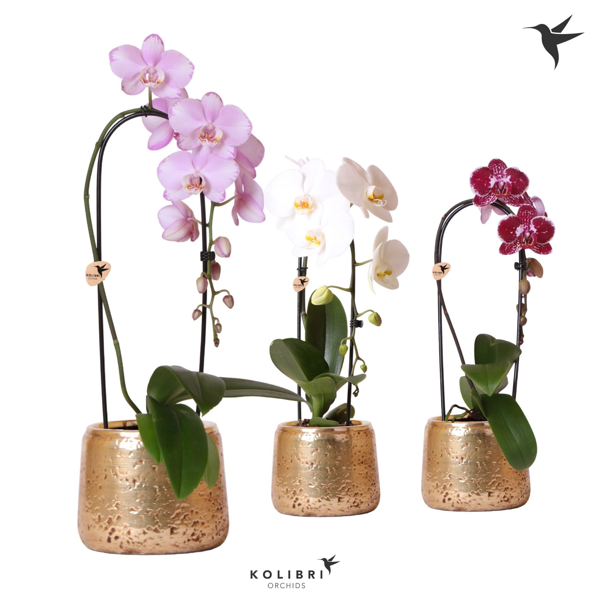 Kolibri Orchids Phalaenopsis Cascade Niagara Fall mix 1 spike in Luxury pot gold, D 12