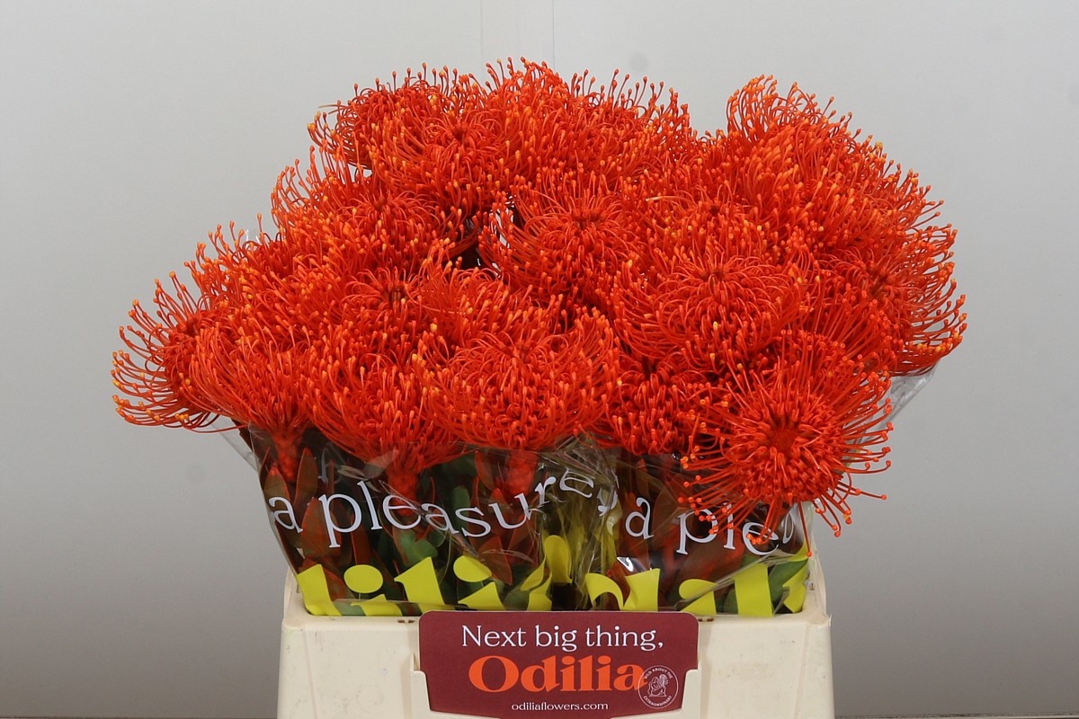 Нутанс Наоми Крашеный (краш. ) 40, шт.