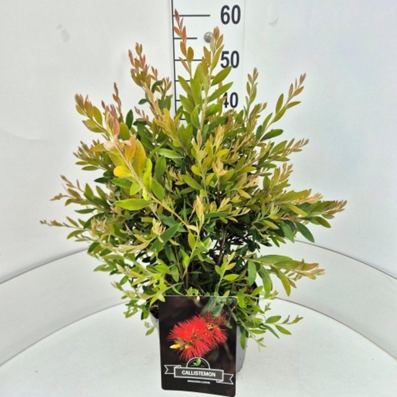 Callistemon rugulosus, D 29