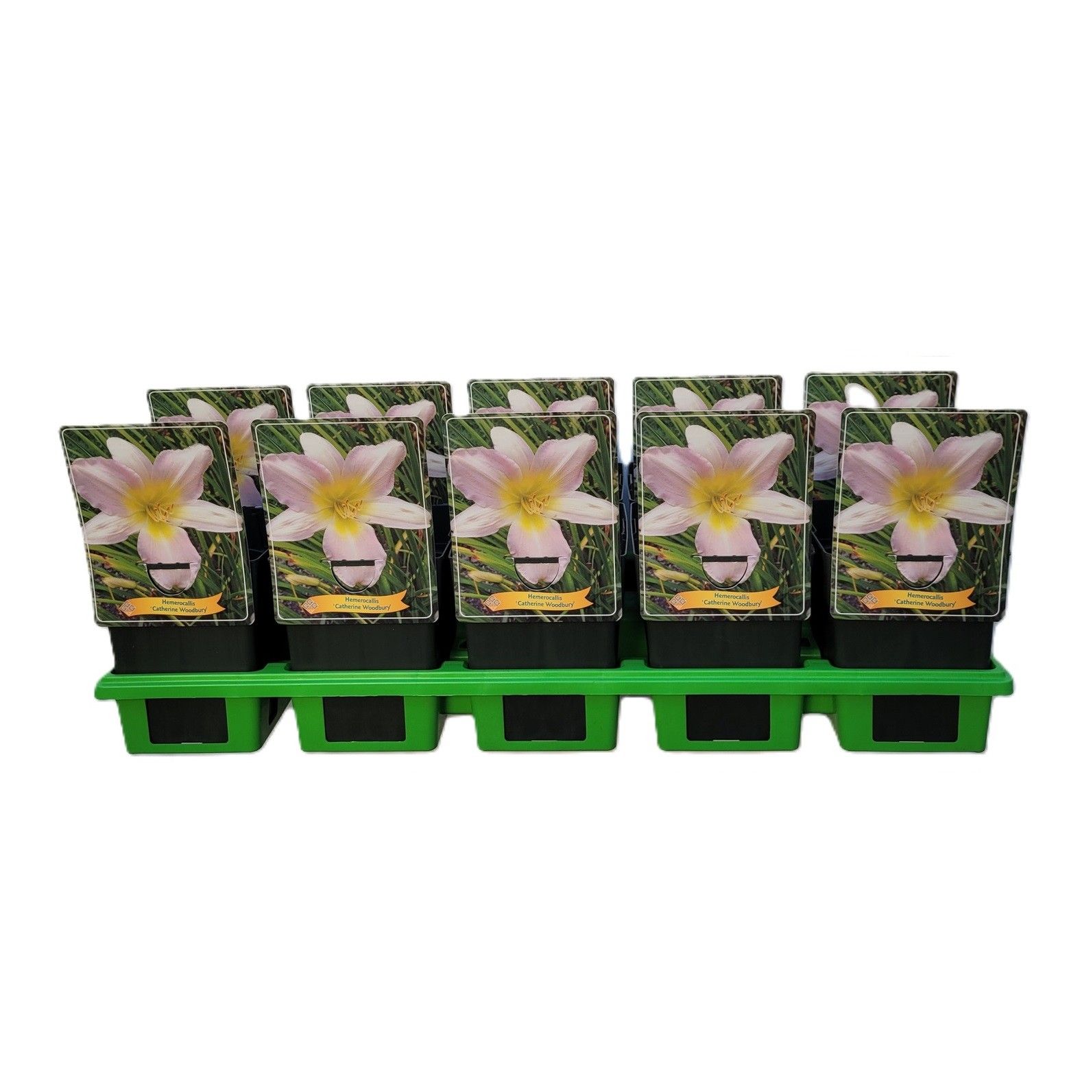 Hemerocallis 'Catherine Woodbury' P11, D 11