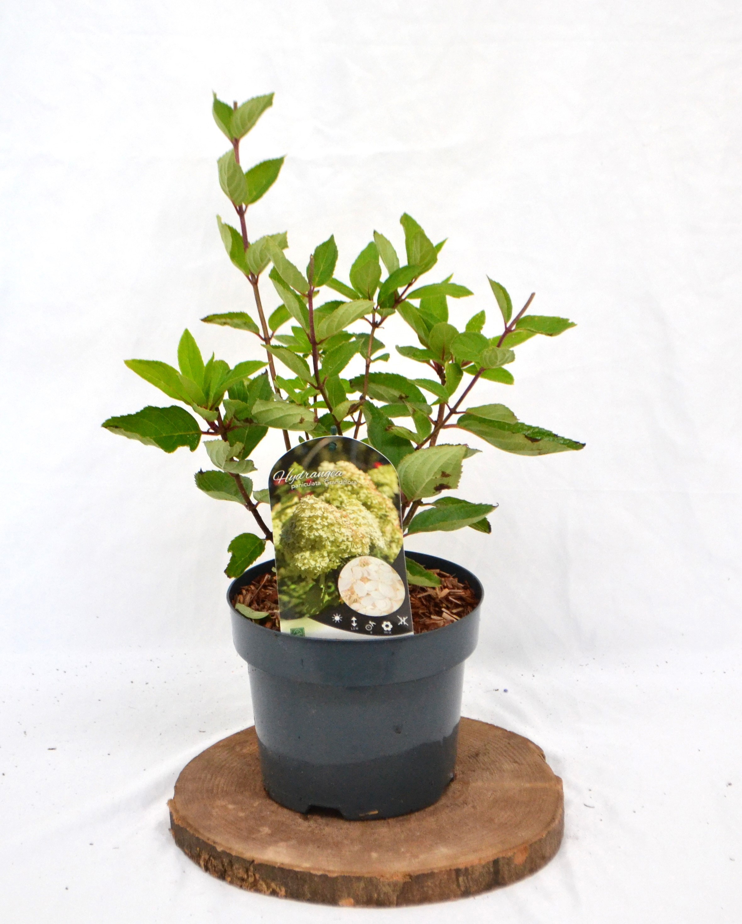 Hydrangea pan. 'Grandiflora' C3 30-40, D 19 cm