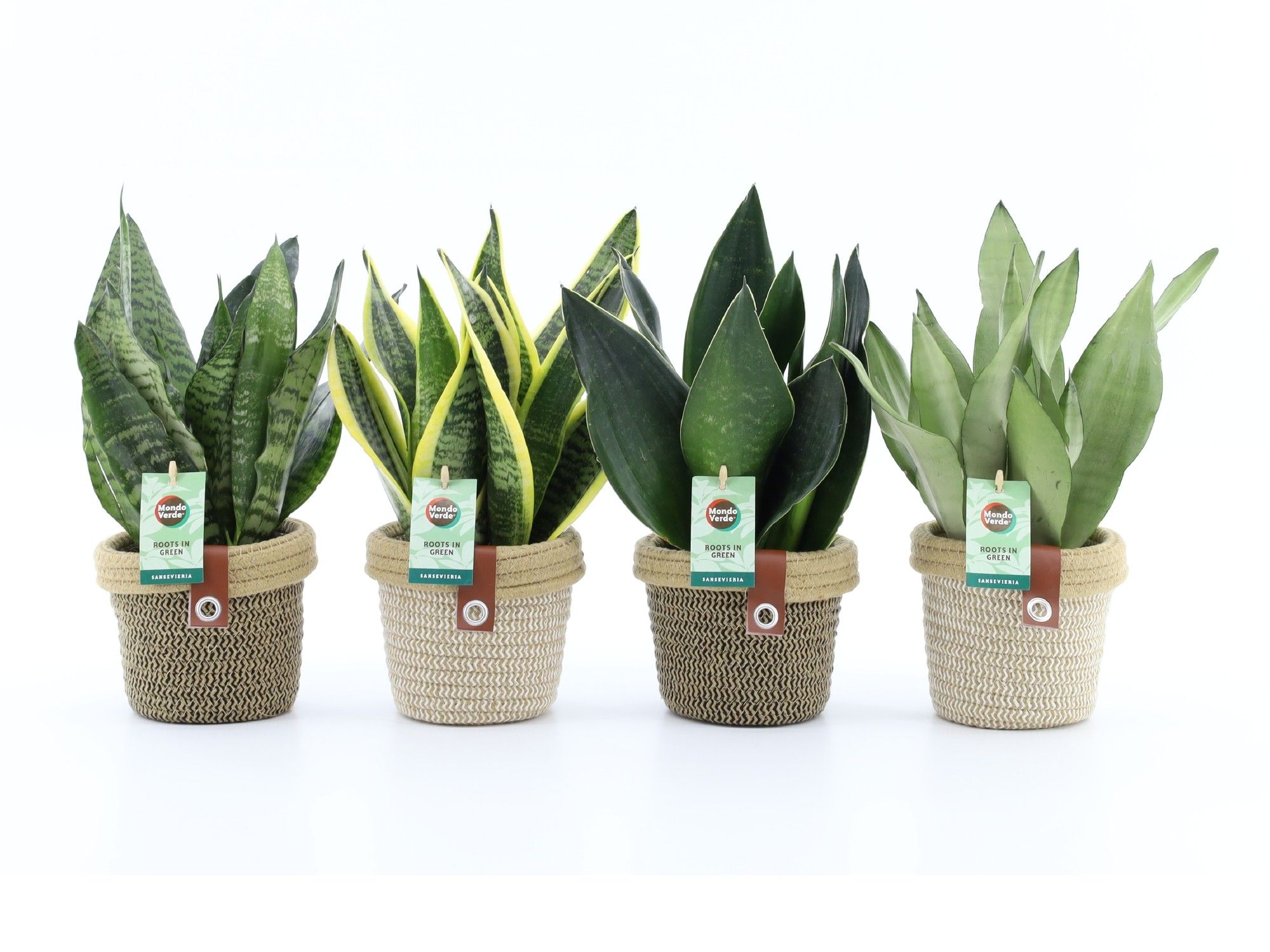 Sansevieria Mix in Noah Deluxe, D 14