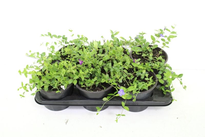 Vinca minor mixtray, D 17