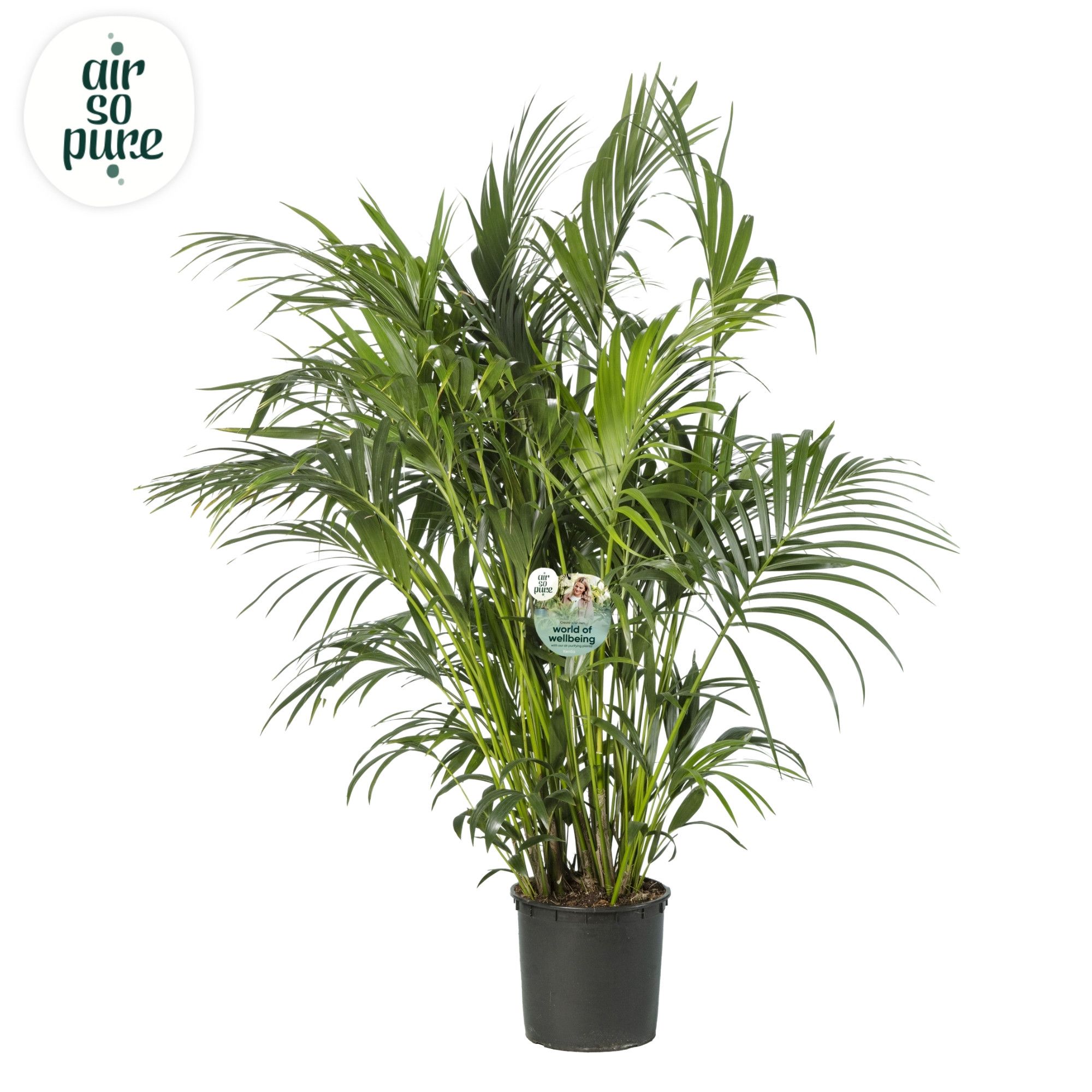 KENTIA - P34 H180 - 15PP - Air So Pure (Howea forsteriana), D 34