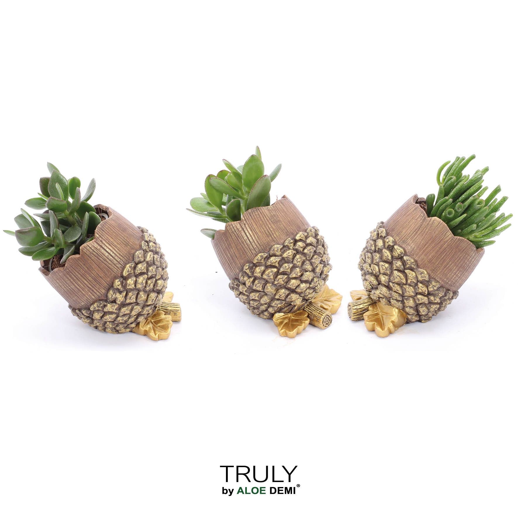 TRULY Crassula, Pine cone (Ice Age), D 16