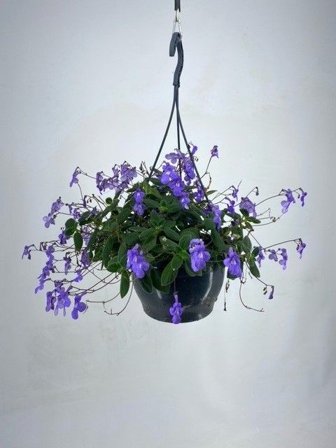 Streptocarpus saxorum, D 23 cm