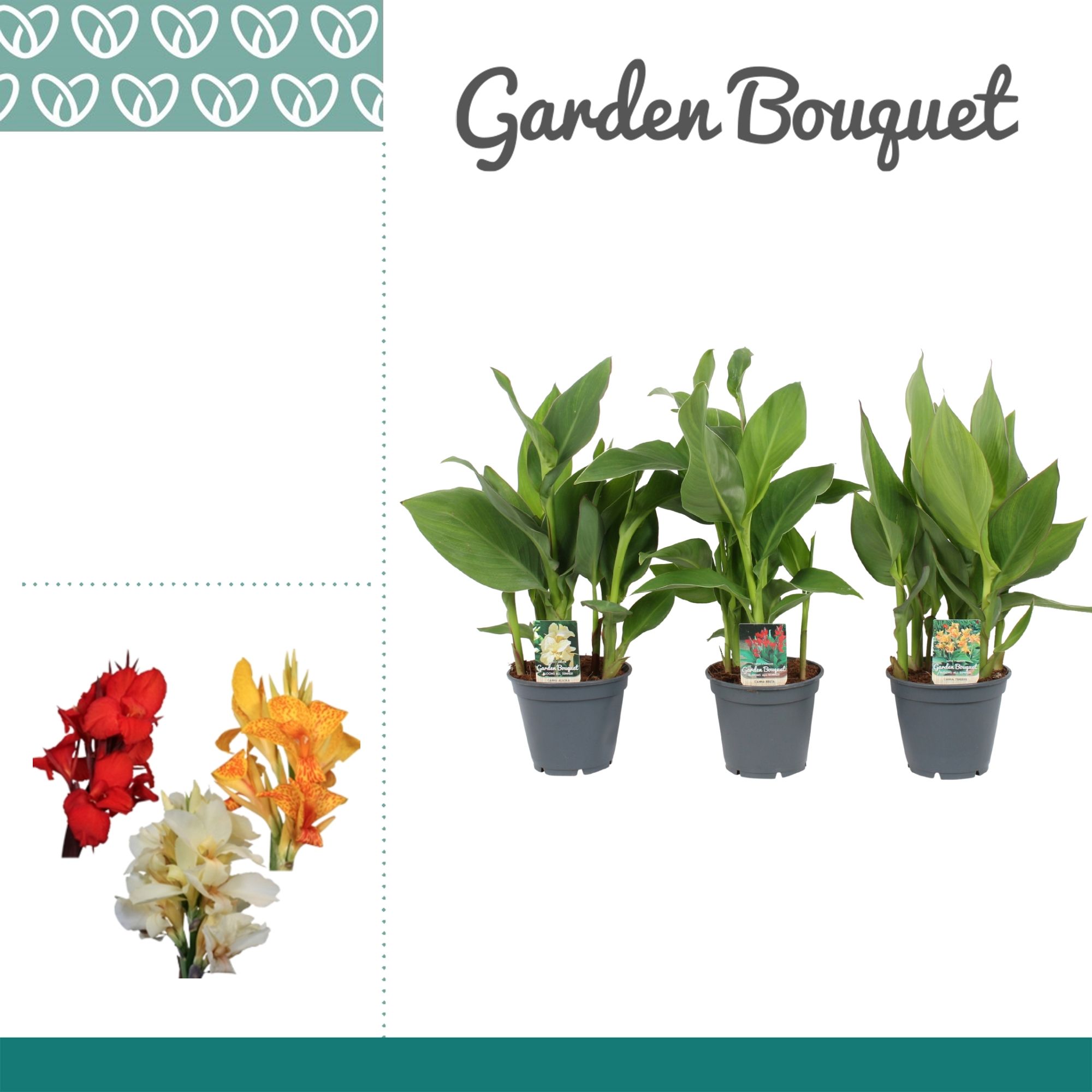 Canna Mix Zonder Bloem, D 17