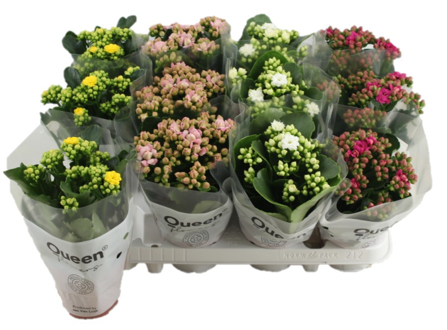 mix dubbel 4 kleuren, D 9