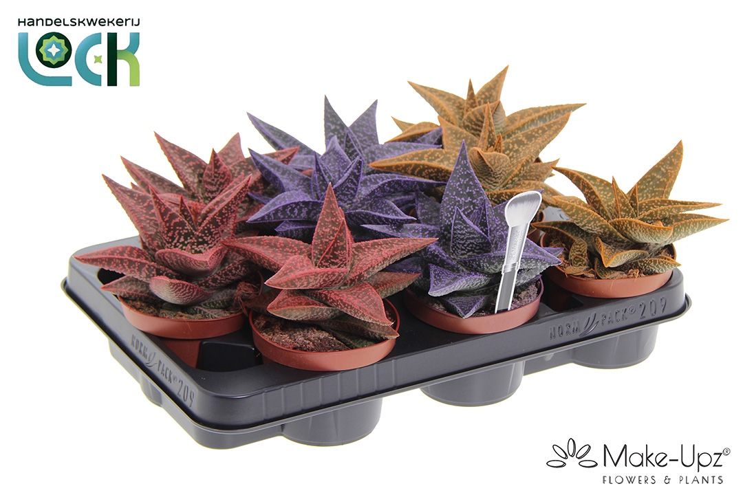 Gasteria Aveo Mąkę Upz mix drie kleuren, D 10,5