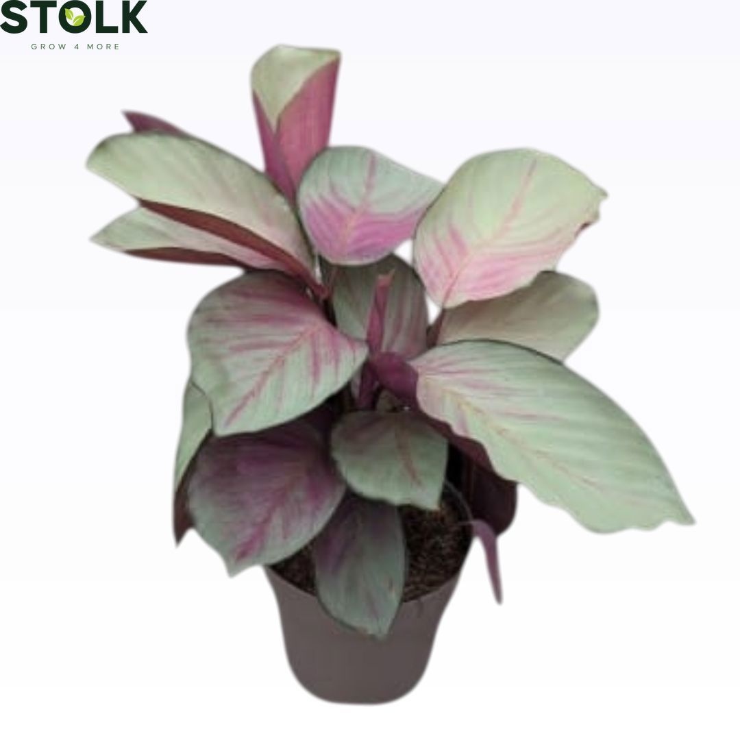 Calathea 14cm 'Silver plate', D 14