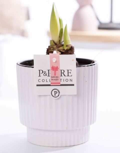 Hippeastrum pink in P&PURE Ivy ceramics shiny white, D 12