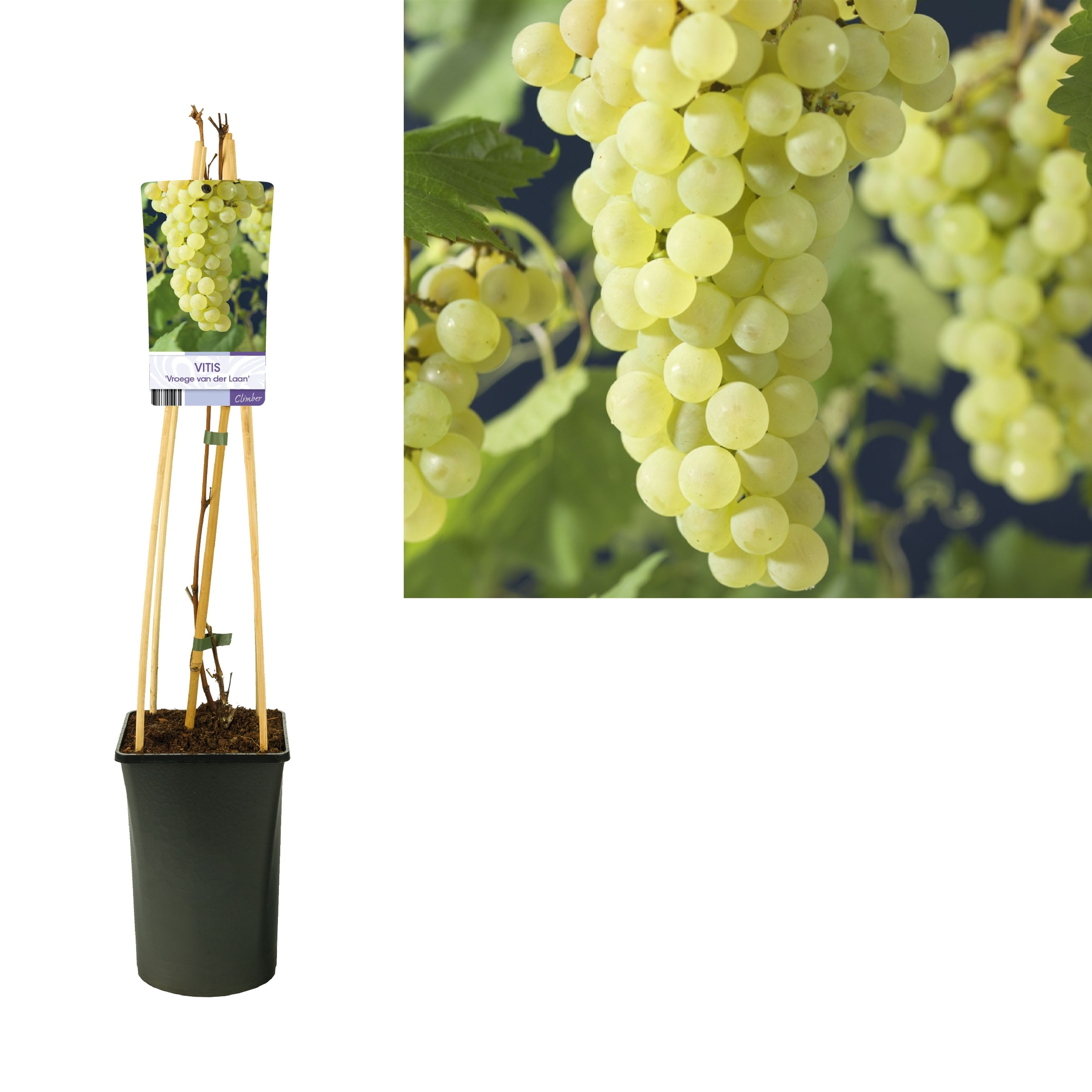 Vitis 'Vroege van der Laan' +light label, D 17