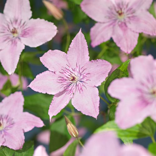 Clematis 'Hagley Hybrid' +3.0 label, D 11