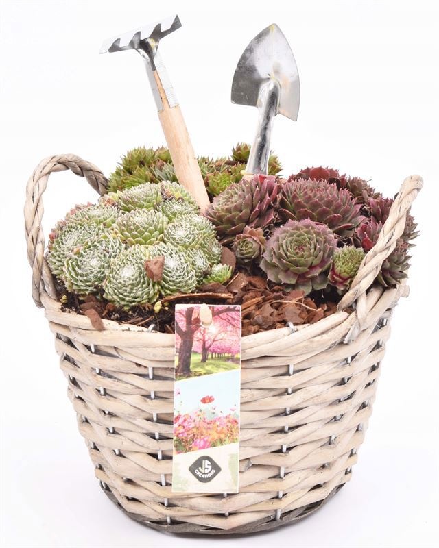 Wilg mand grijs met oor 18cm, D 18