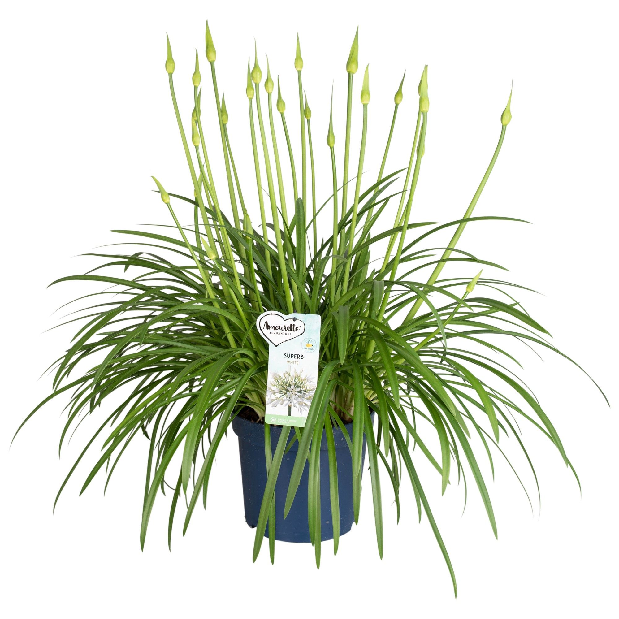 Agapanthus Amourette Superb White, 15+ tak, D 23