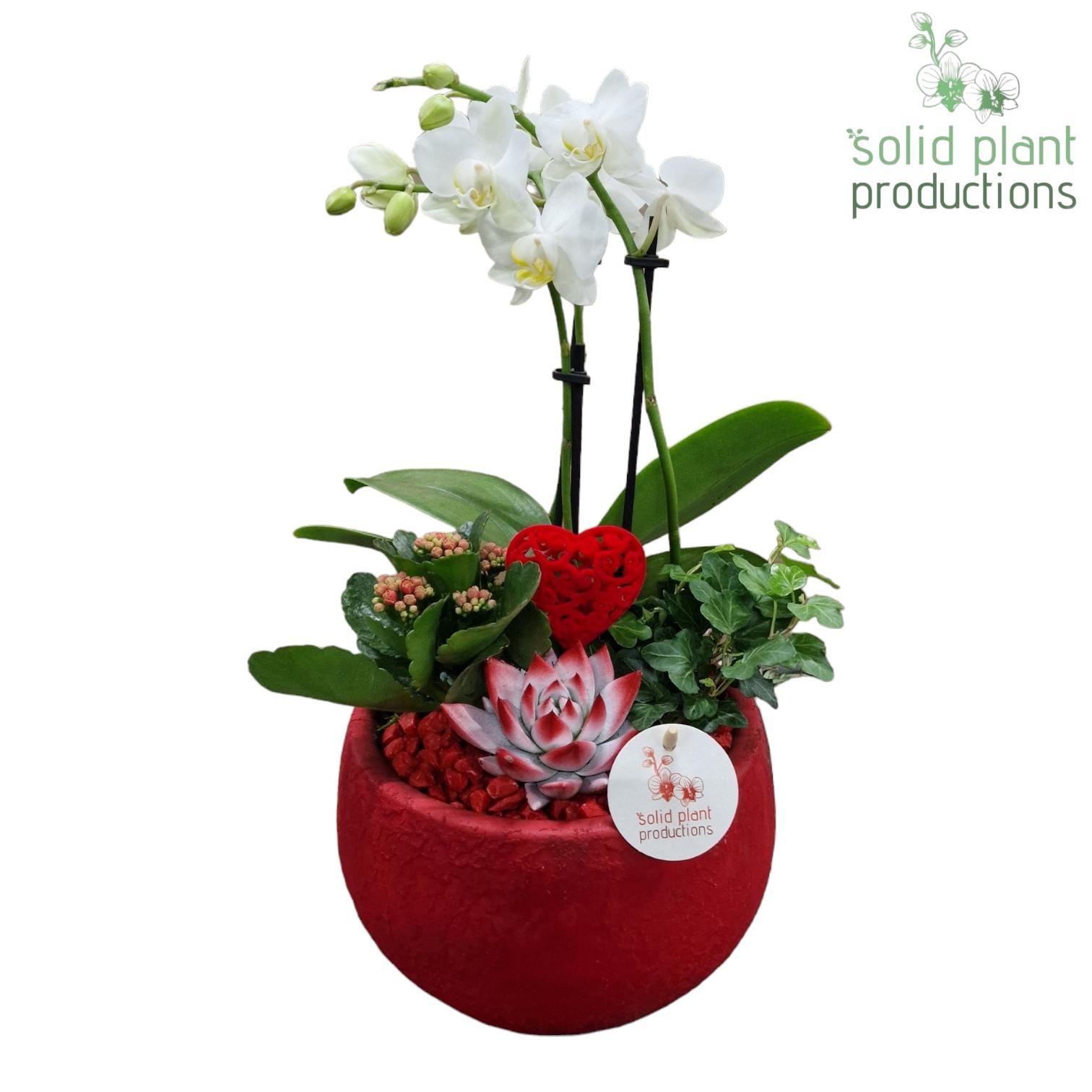 PH054 Esra Red Small, D 21