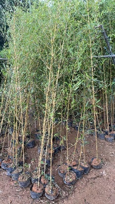 Бамбук сингл Драцена сандериана 14 200