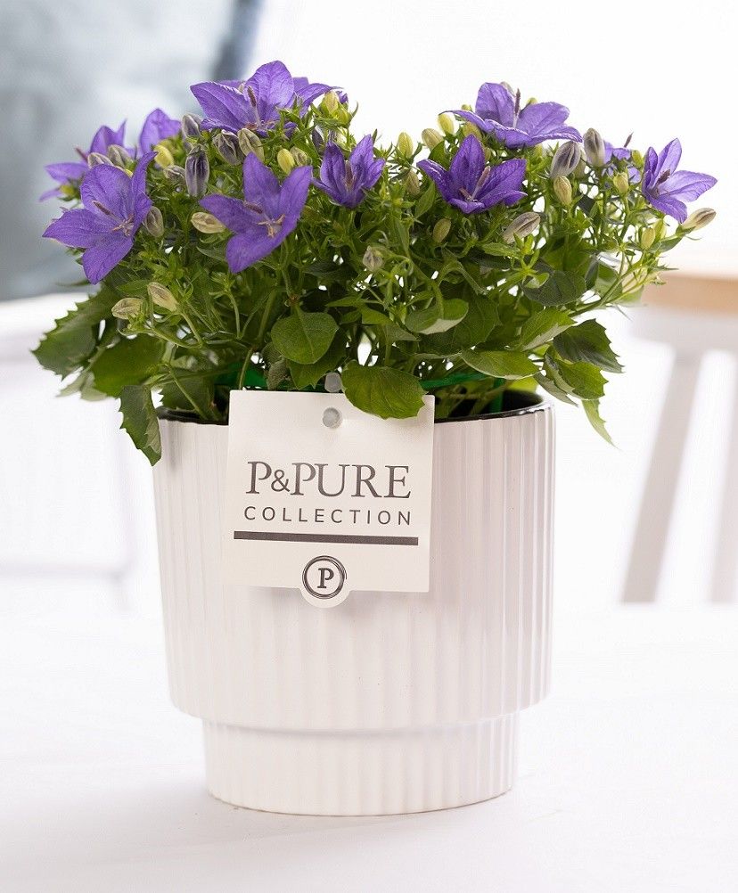 Campanula 'Napoli' Pure Ivy Ceramics, D 15