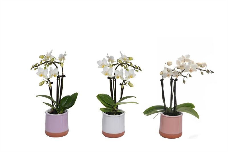 Valencia p06 mix Phal Tiny Dolls white 3T18+, D 6