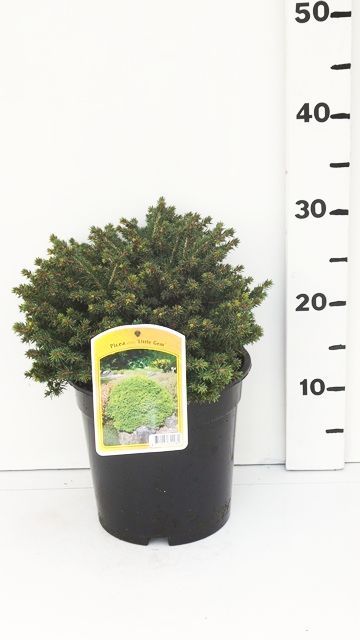 Picea abies 'Little Gem', D 19