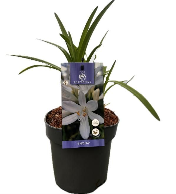 Agapanthus 'Shona' P17 EVERGREEN, D 17