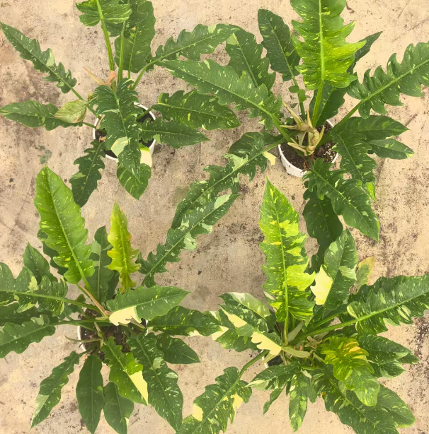 Алоказия 0.5 галлон Джинйе Фире оф Ронг 16 58