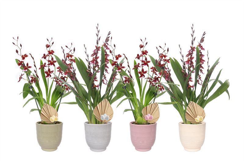 Fem p12 Granit mix p12 Cambria Barrocco Red 5-6T45+ regular, D 12